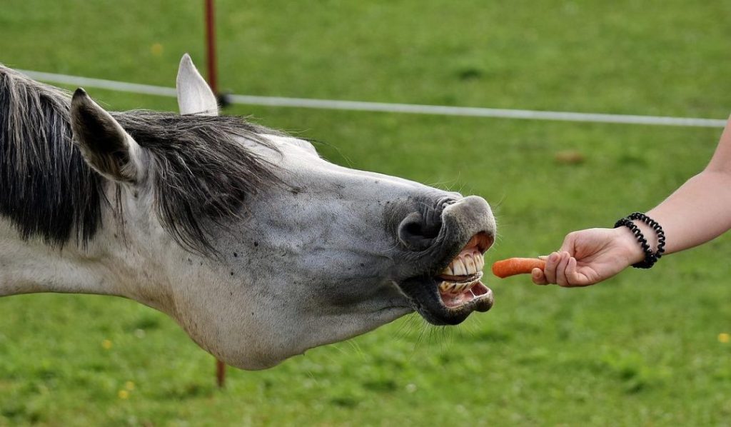 Magnesium mineraal supplement voor paarden gezondheid en prestaties