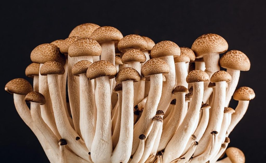 Medicinale paddenstoelen zoals reishi en lion's mane met therapeutische eigenschappen